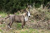 BULL TERRIER MINIATURE 262